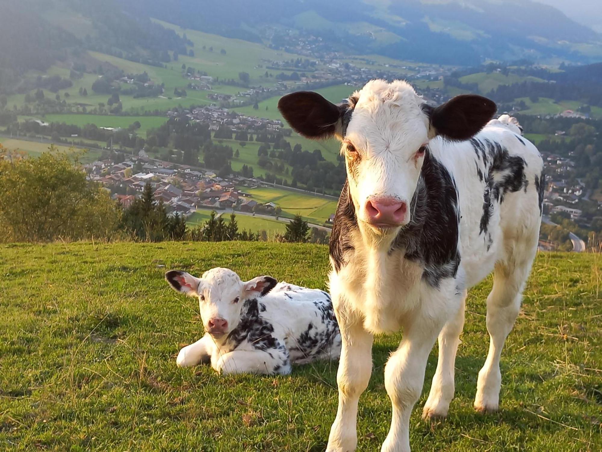 Hahnenkammblick Kitzbühel Exterior foto